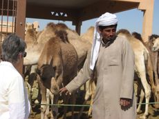 112 Kameltreiber.JPG